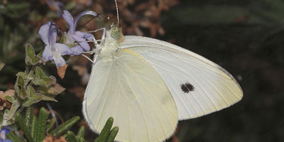 Cabbage White Butterfly