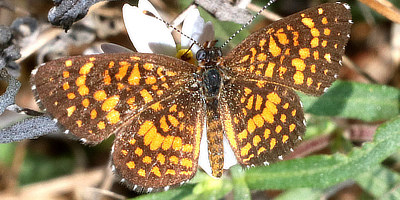 Elada Checkerspot Butterfly