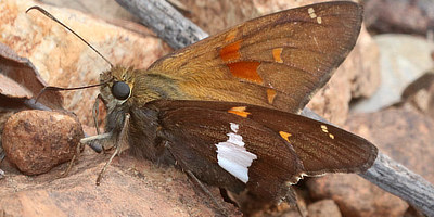 Golden-banded Skipper