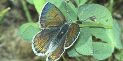 Greenish Blue Butterfly