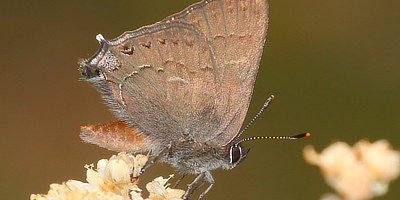 Hedgerow Hairstreak