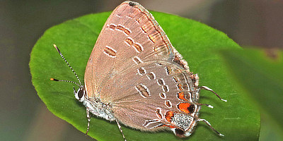 The Hairstreak Family of Butterflies