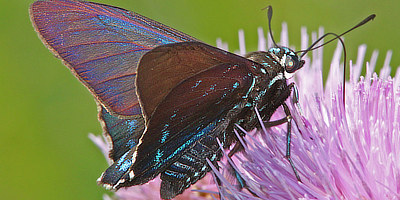 Mangrove Skipper