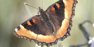 Milbert's Tortoiseshell  Butterfly
