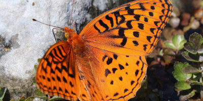 Nokomis Fritillary - Male