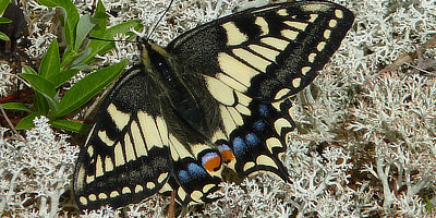 Old World Swallowtail
