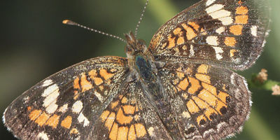 Phaon Crescent Butterfly