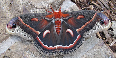Silk Moths