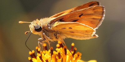 Skipper Butterflies
