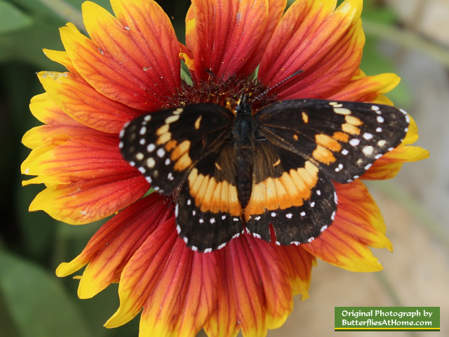 Bordered Patch Butterfly on orange flower