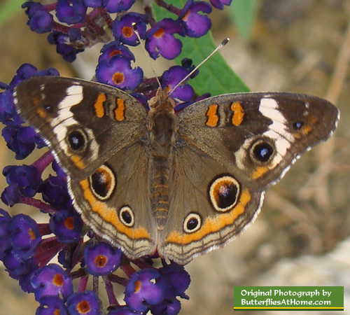 Buckeye Butterfly