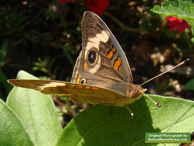 Buckeye Butterfly