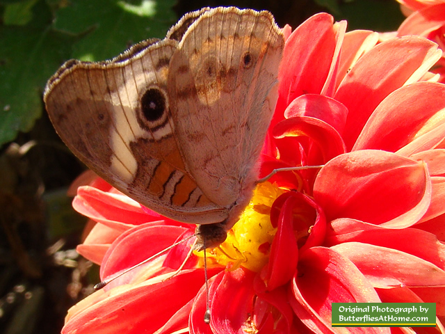 Buckeye Butterfly ... wings closed