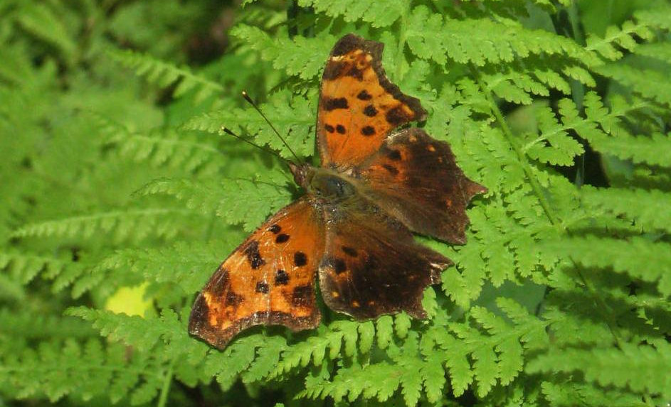 Eastern Comma Butterfly ... wings open