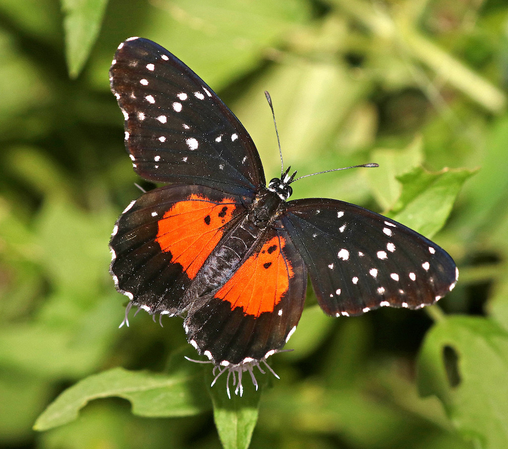 Crimson Patch Butterfly