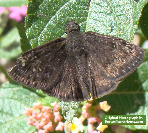 Horace's Duskywing