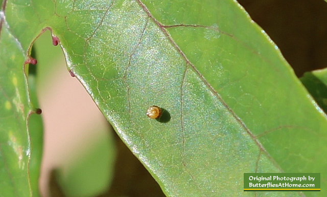 An older, darker egg of the Gulf Fritillary Butterfly