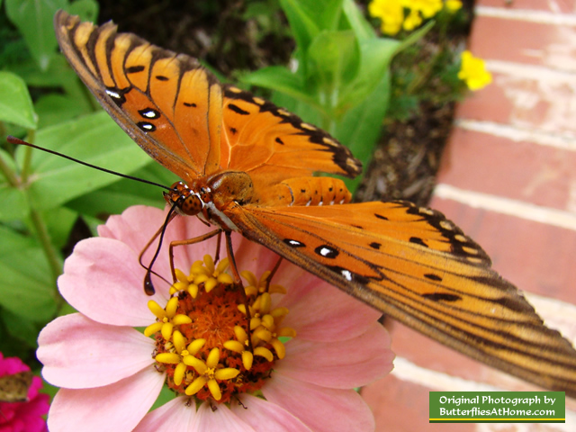 Gulf Frittilary Butterfly (wings open) on Zinnia - Tyler Texas