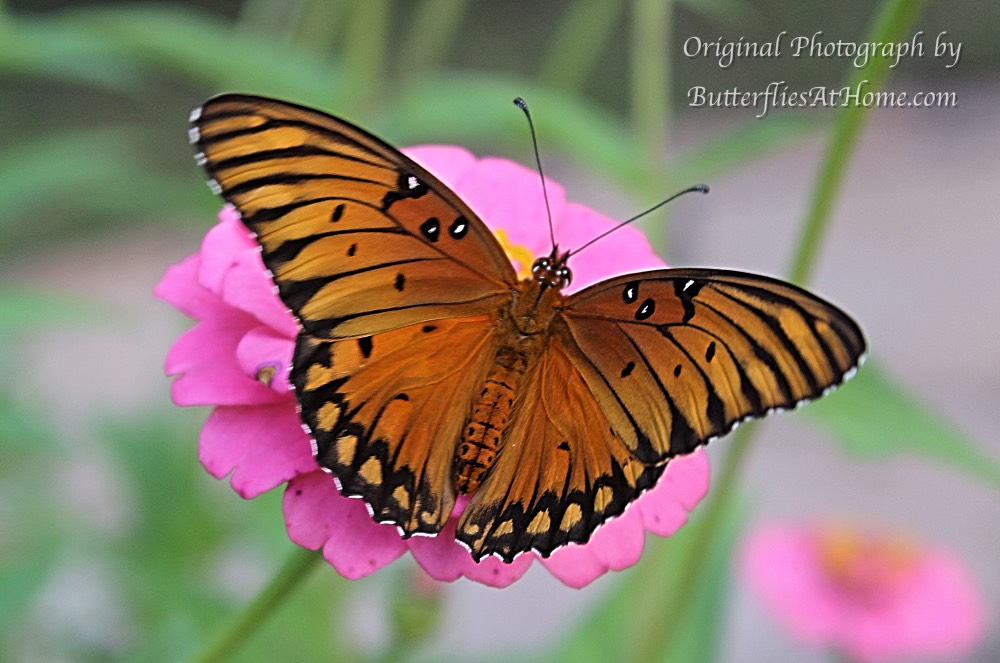 An adult Gulf Fritillary Butterfly on a Pink Zinnia - Fall, 2016