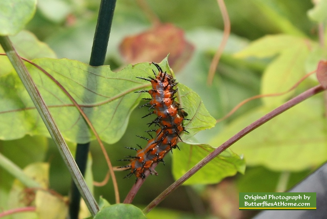 Gulf Fritillary caterpillar eating Passion Vine