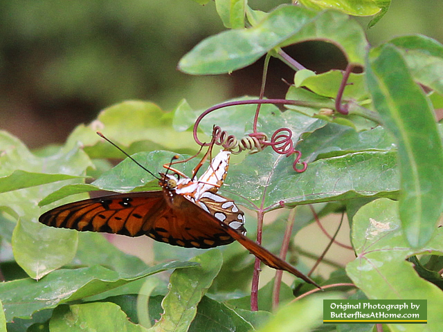 Female Gulf Fritillary Butterfly on Passion Vine laying eggs