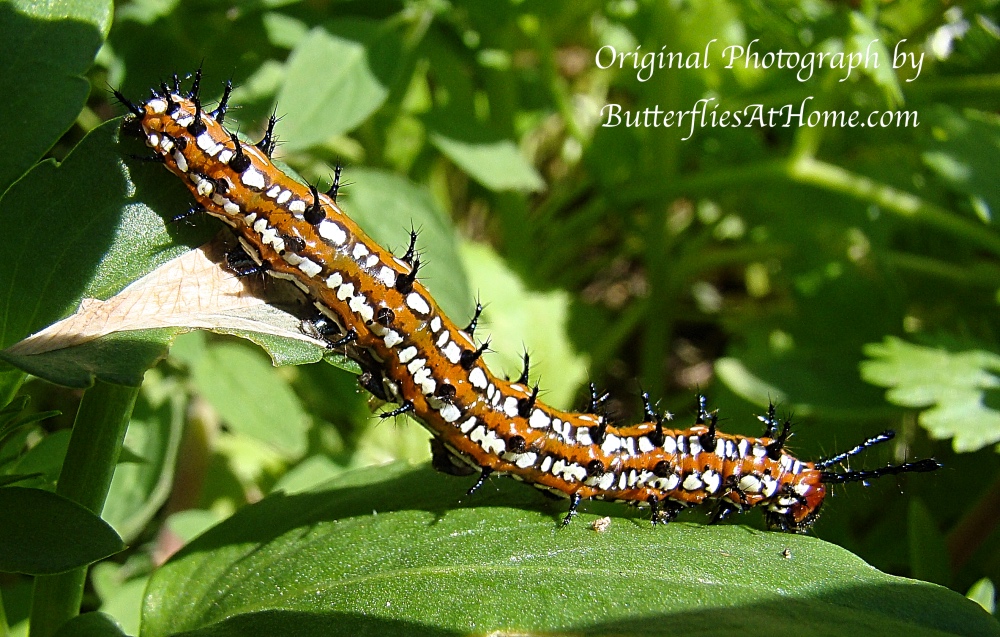 Variegated Fritillary Caterpillar Variegated Fritillary Caterpillar