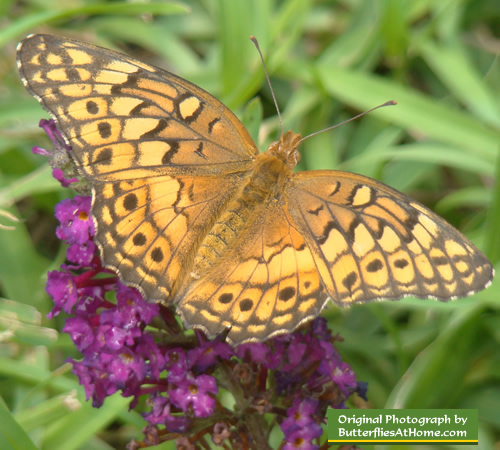 Variegated Fritillary Butterfly
