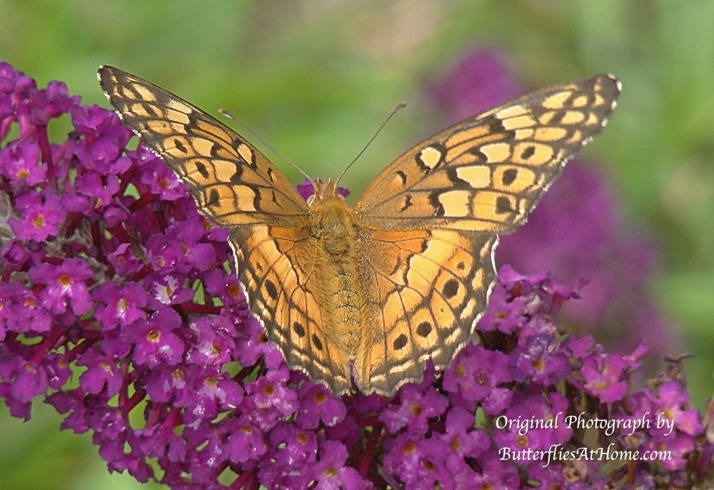 Variegated Fritillary Butterfly Variegated Fritillary Butterfly