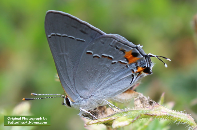 Gray Hairstreak