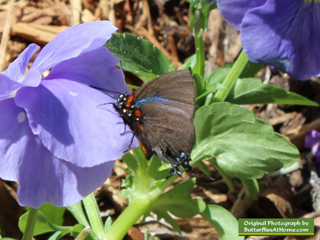 Great Purple Hairstreak