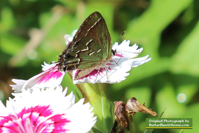 Juniper Hairstreak Butterfly