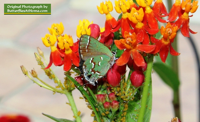 Juniper Hairstreak Butterfly
