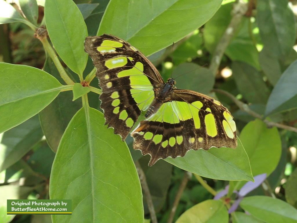 Malachite Butterfly