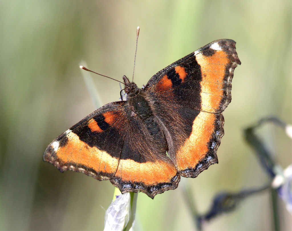 Milbert's Tortoiseshell Butterfly