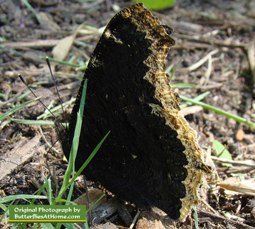 Mourning Cloak Butterfly in East Texas