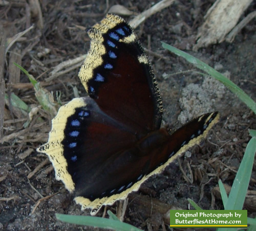 Mourning Cloak Butterfly in East Texas