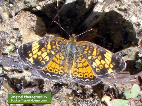 Pearl Crescent Butterfly Pearl Crescent Butterfly