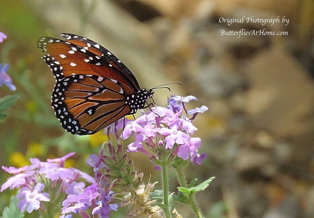 Queen Butterfly at the Arizona-Sonora Desert Museum in Tucson, Arizona