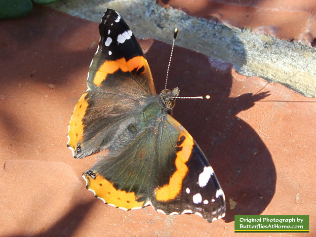 Red Admiral Butterfly (wings open) Red Admiral Butterfly (wings open)