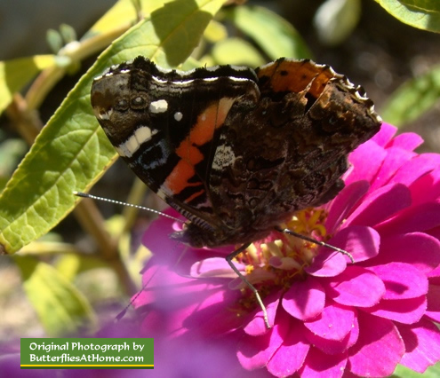 Red Admiral Butterfly in Texas (wings closed) Red Admiral Butterfly in Texas (wings closed)