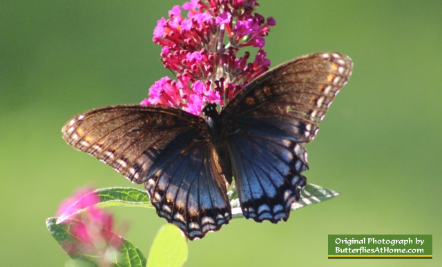 Red-Spotted Purple Butterfly