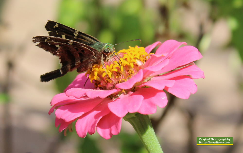Long-Tailed Skipper in East Texas, October 16, 2016 Long-Tailed Skipper in East Texas, October 16, 2016