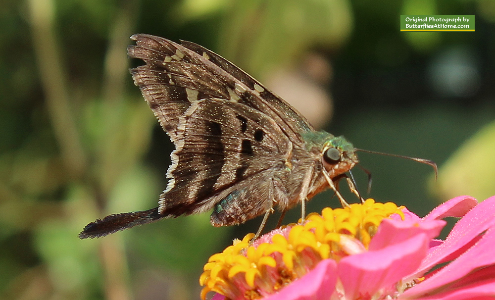 Long-Tailed Skipper on Zinnias Long-Tailed Skipper on Zinnias