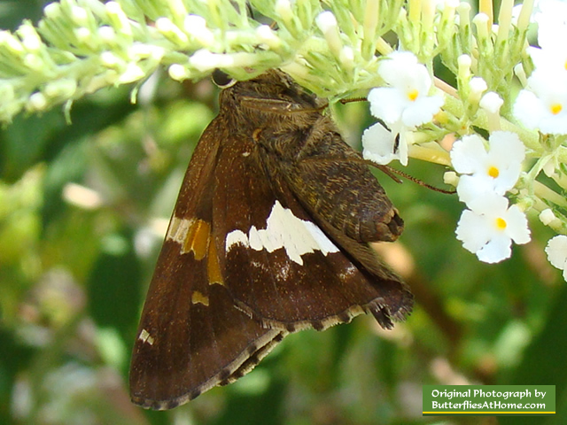 Silver Spotted Skipper feeding upside down on White Butterfly Bush