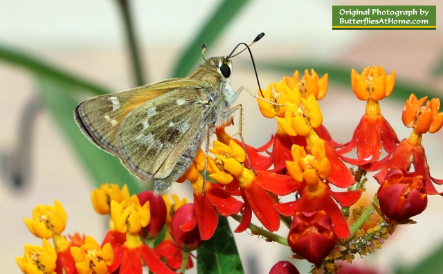 Skipper family butterfly in East Texas near Tyler