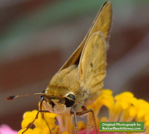 Skipper family butterfly on Zinnia in Texas