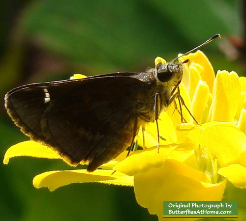 Skipper family butterfly in East Texas near Tyler