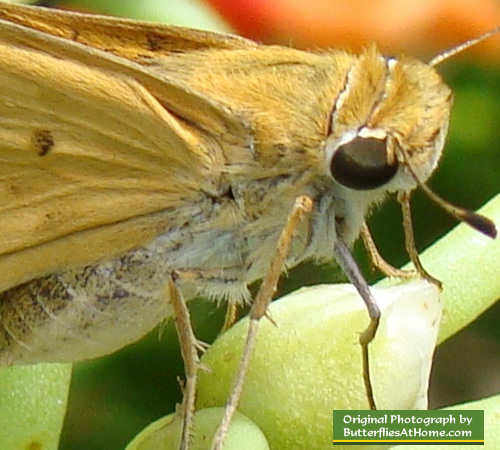 Skipper family butterfly in East Texas near Tyler