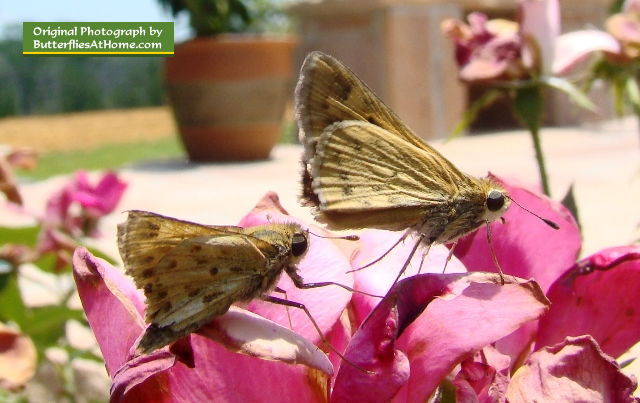 Pair of Skipper Butterflies on roses