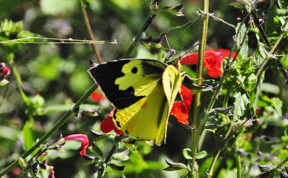 Southern Dogface butterfly at the Mitchell Lake Audubon Center in San Antonio, Texas